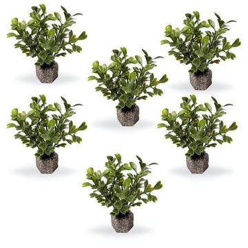 Foreground Green 1 6 pack 600